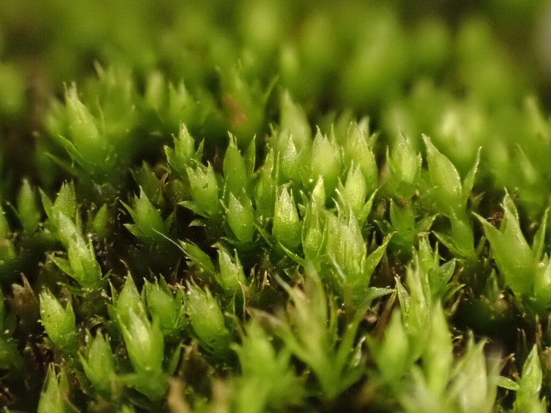 Bornholm's Bryum Moss