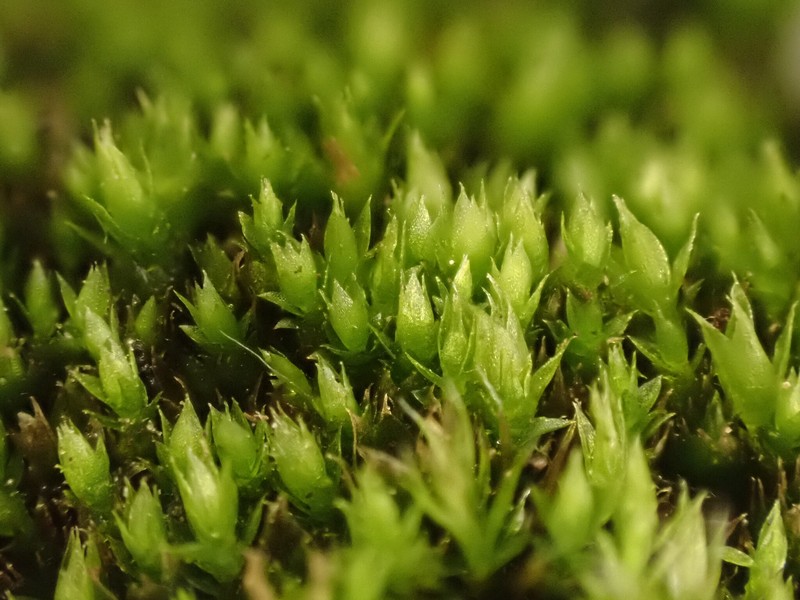 Bornholm's Bryum Moss photo 2