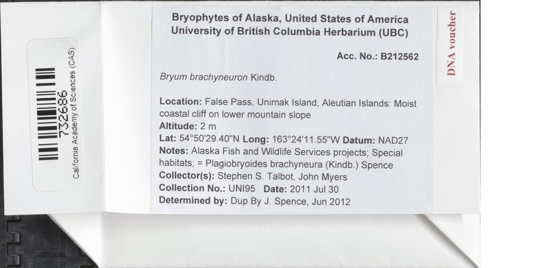 Bryum Moss