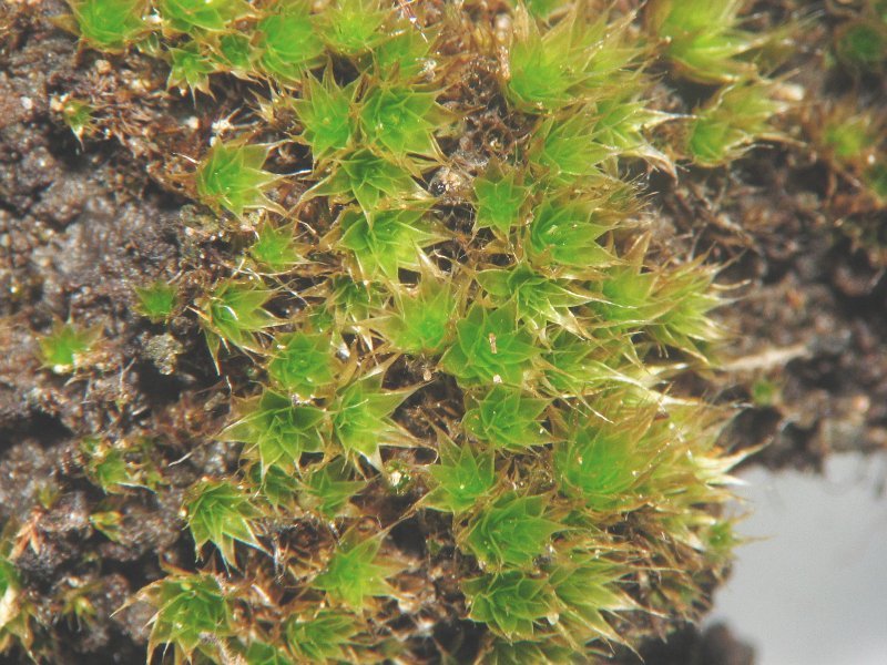 Dry Calcareous Bryum Moss