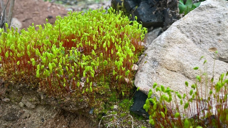 Dry Calcareous Bryum Moss photo 2