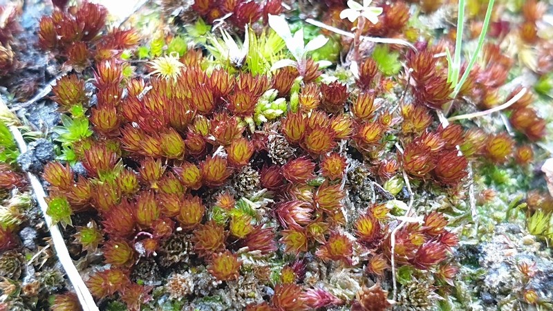 Dry Calcareous Bryum Moss photo 3