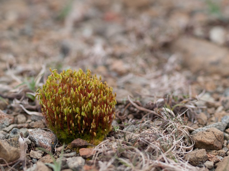 Dry Calcareous Bryum Moss photo 4