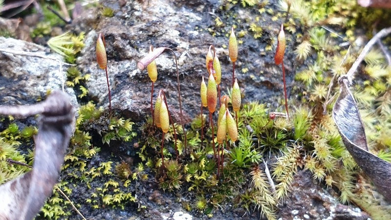 Dry Calcareous Bryum Moss photo 5