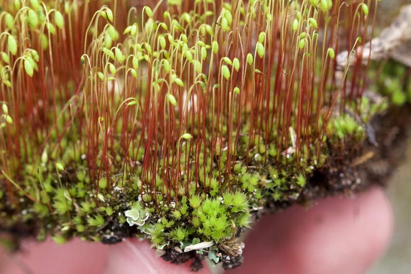 Dry Calcareous Bryum Moss photo 6