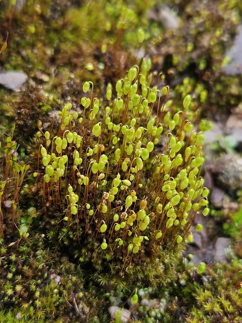 Dry Calcareous Bryum Moss photo 7