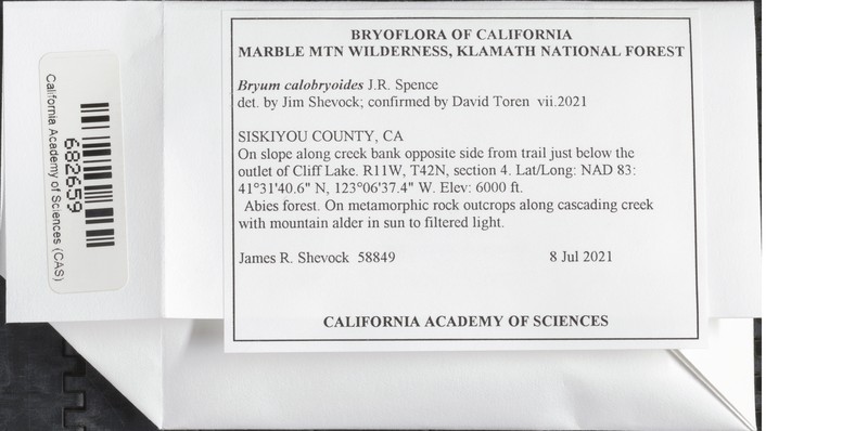 Bryum Moss photo 8