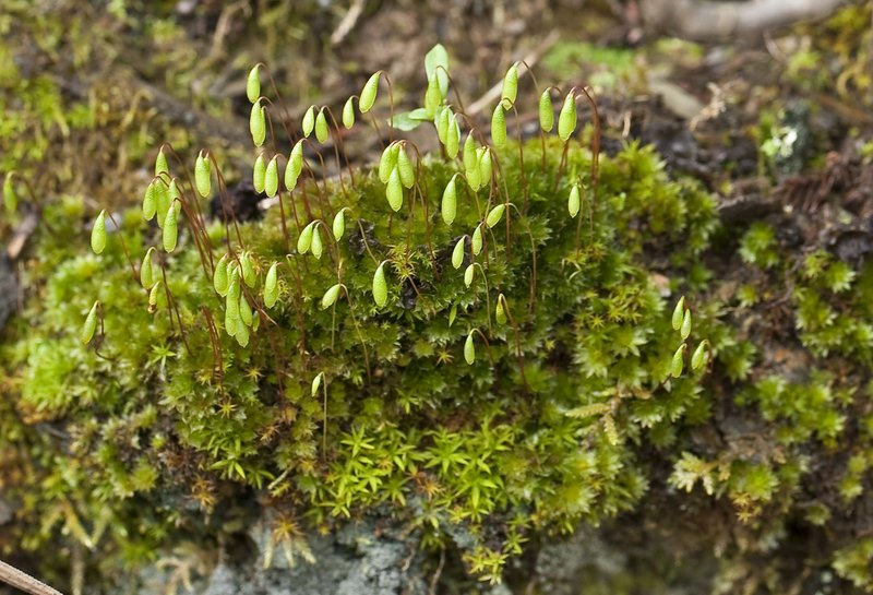 Canary Bryum Moss