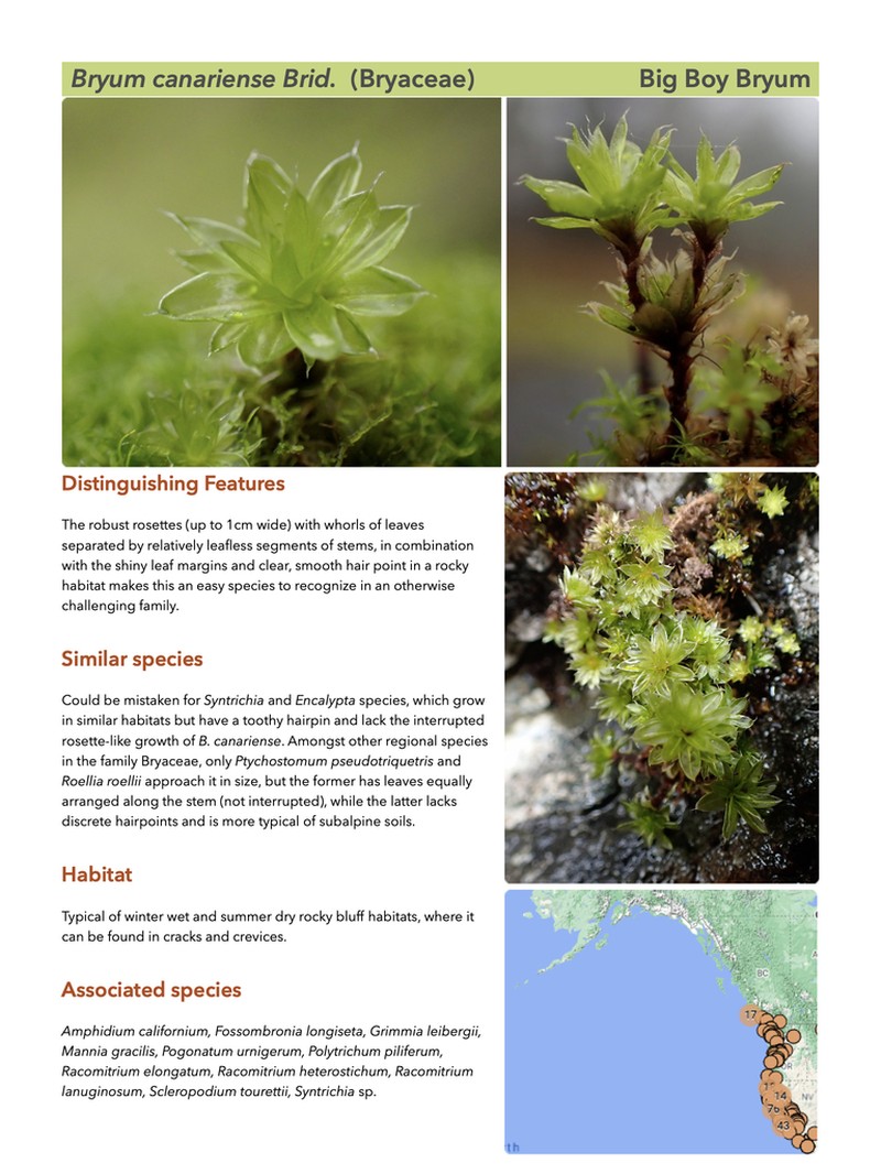 Canary Bryum Moss