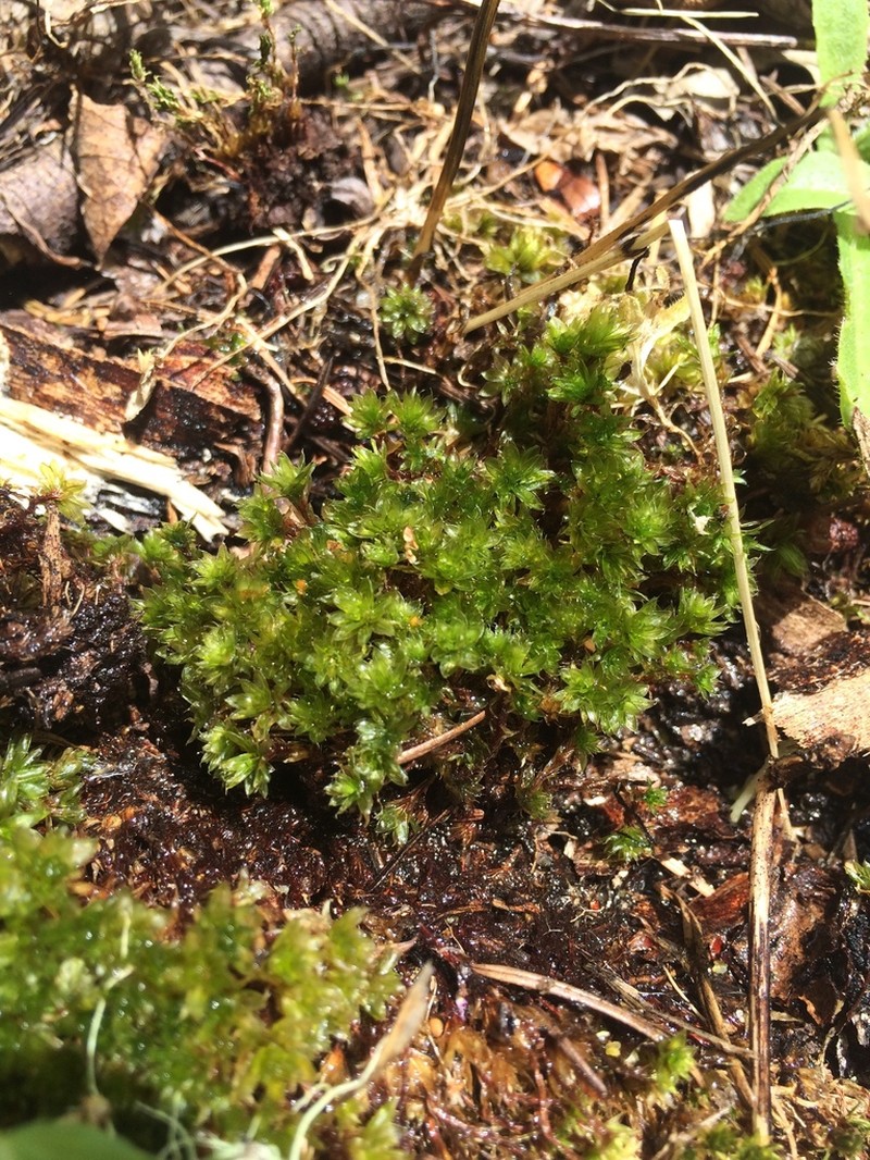 Canary Bryum Moss photo 2