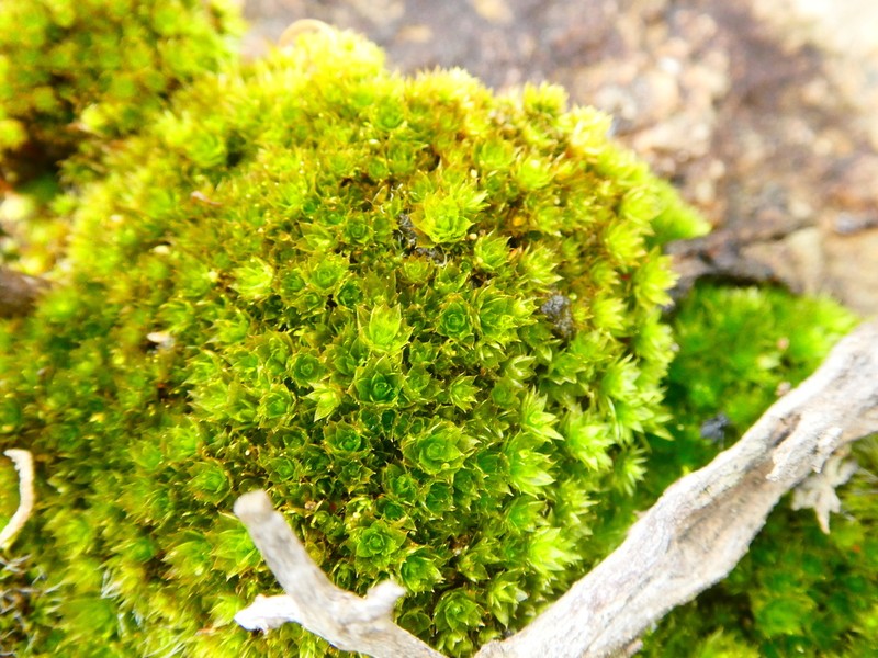 Canary Bryum Moss photo 3