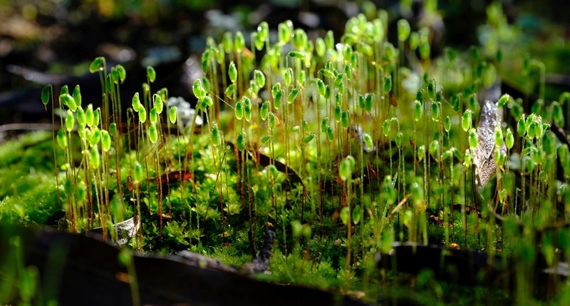 Canary Bryum Moss photo 4