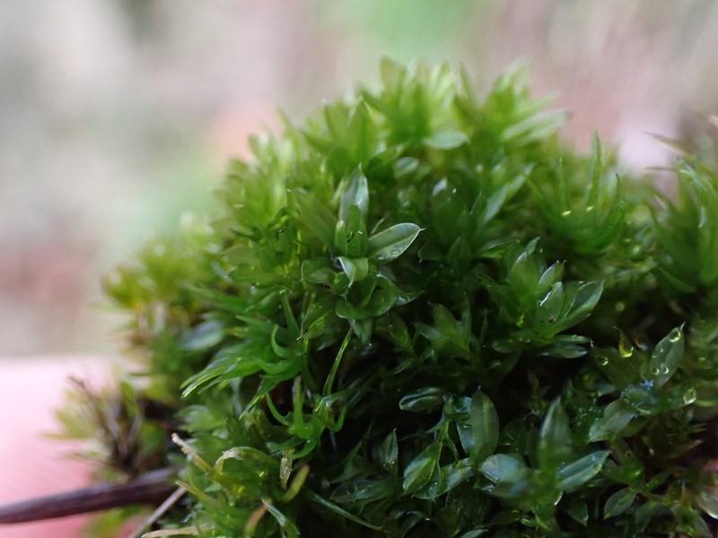 Canary Bryum Moss photo 5