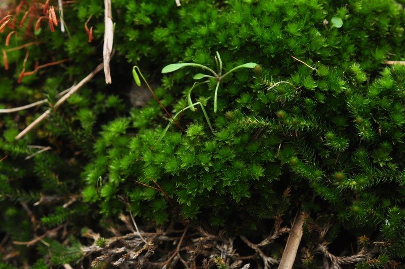 Canary Bryum Moss photo 6