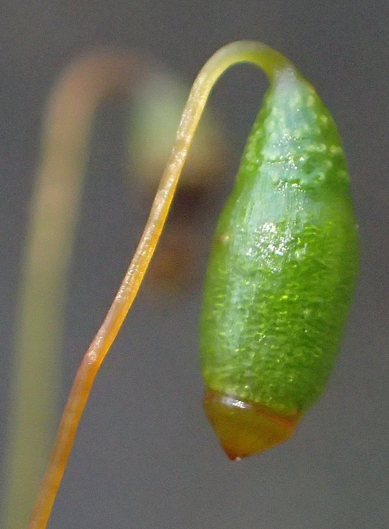Canary Bryum Moss photo 7