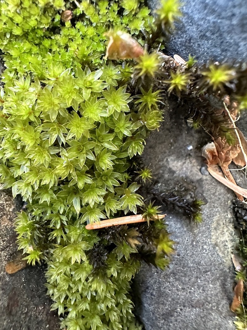 Canary Bryum Moss photo 8