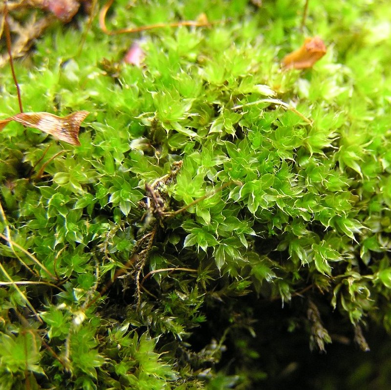 Bryum Moss