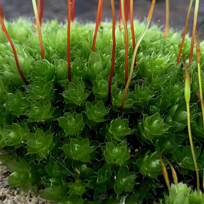 Bryum Moss photo 2