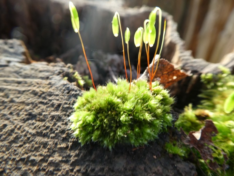 Bryum Moss photo 4
