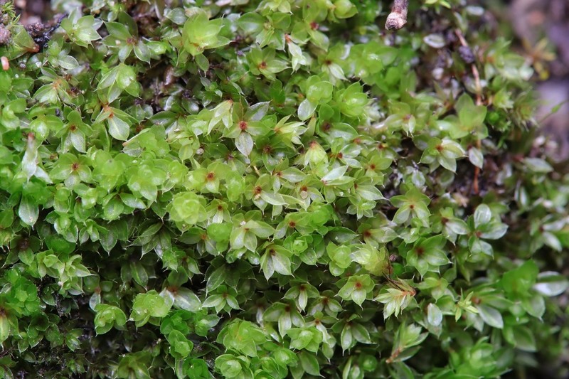 Bryum Moss photo 5