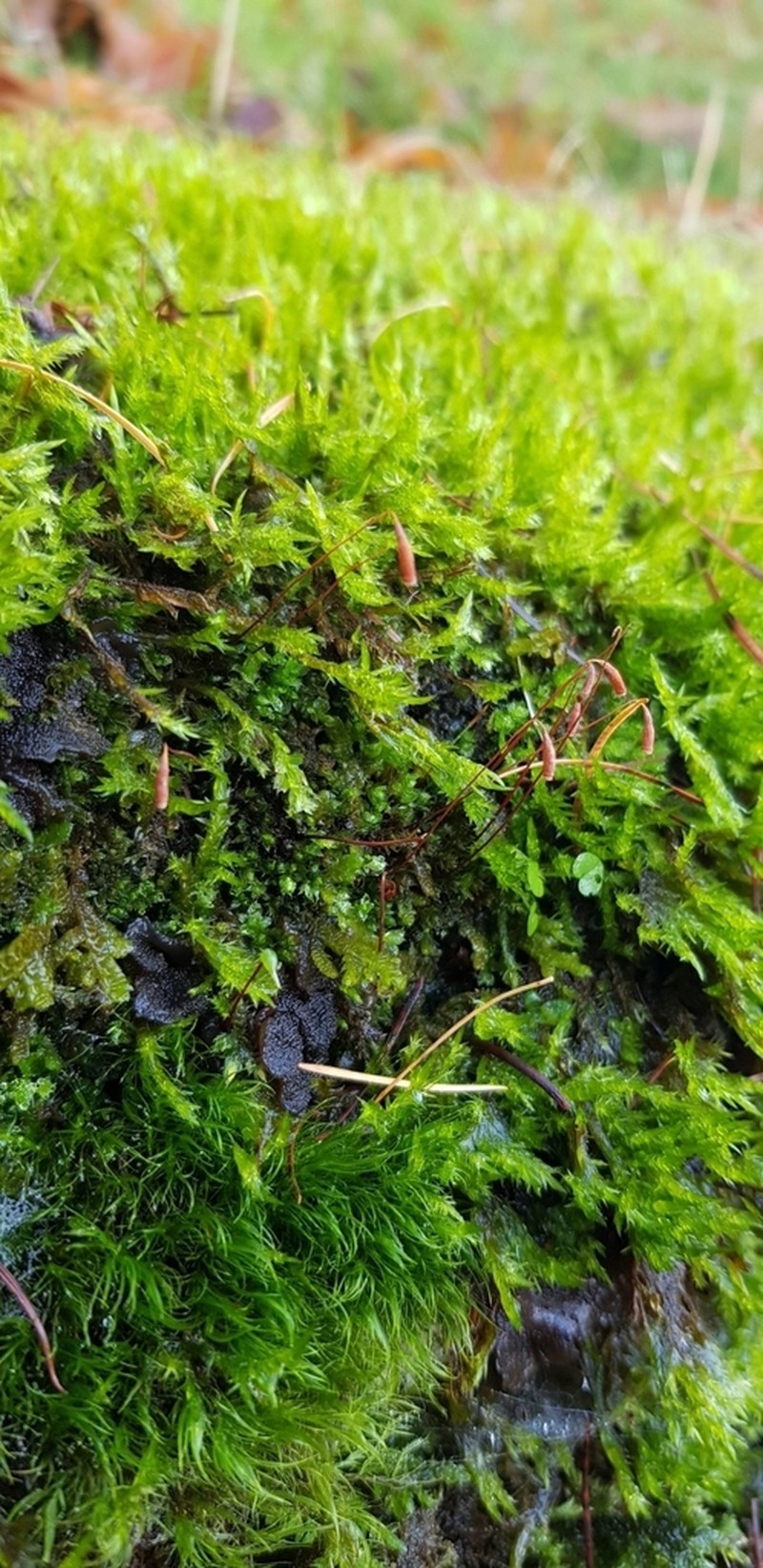 Bryum Moss photo 7