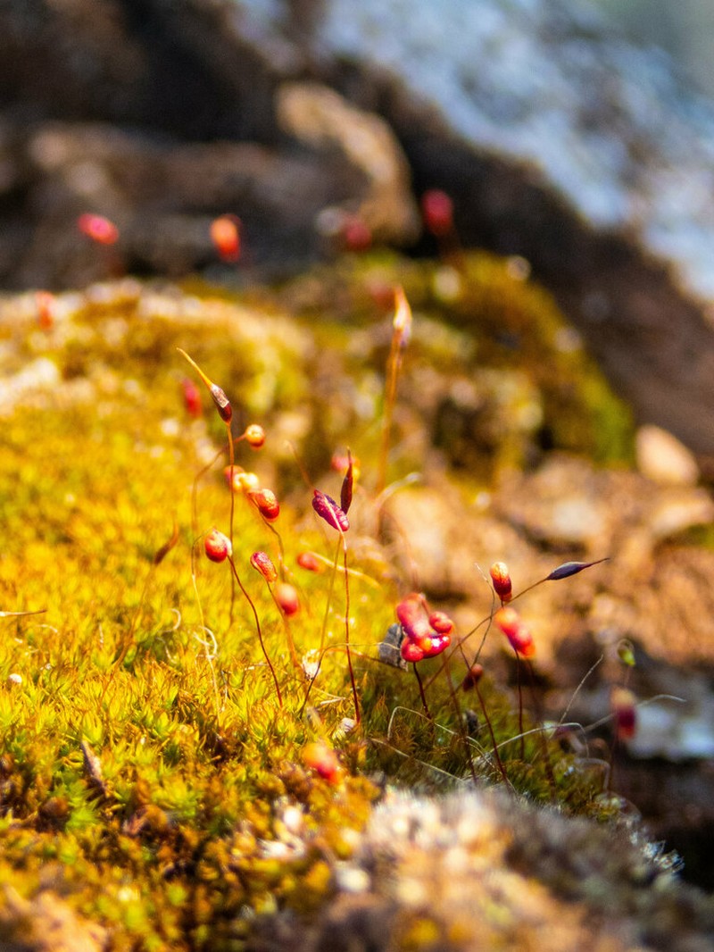 Bryum Moss photo 2