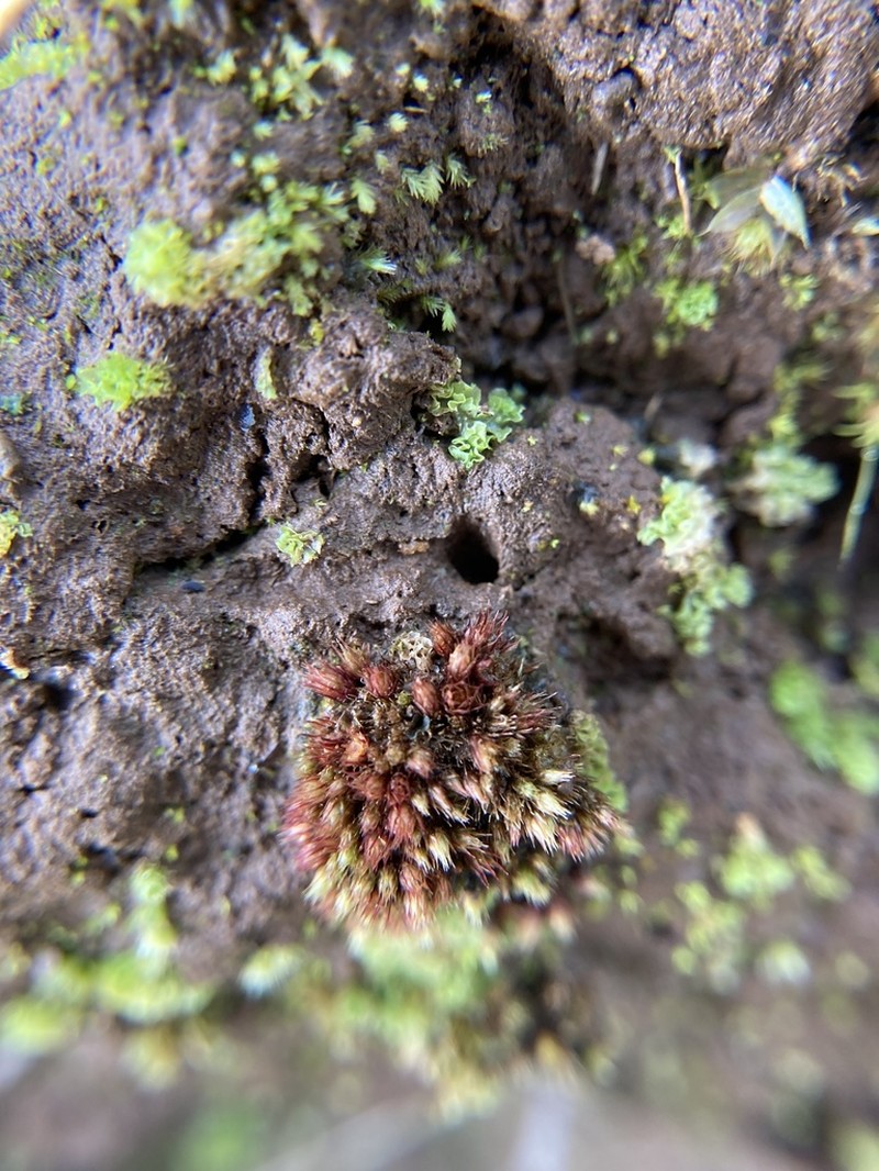 Bryum Moss photo 3