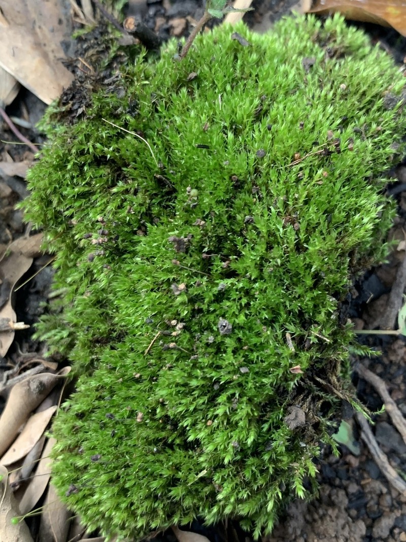 Bryum Moss photo 4