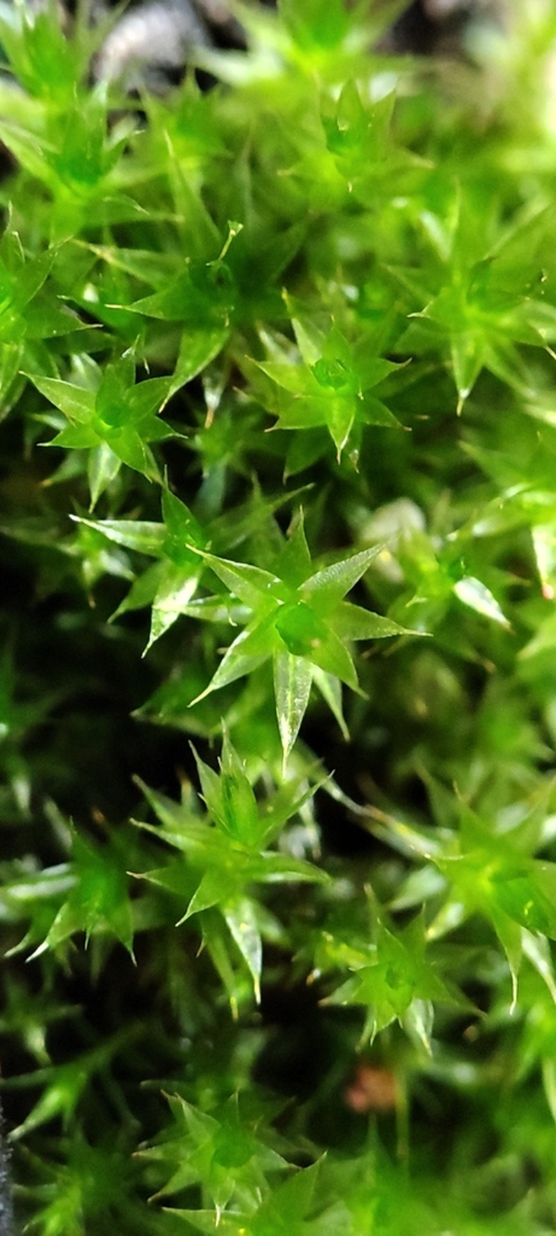 Bryum Moss photo 5