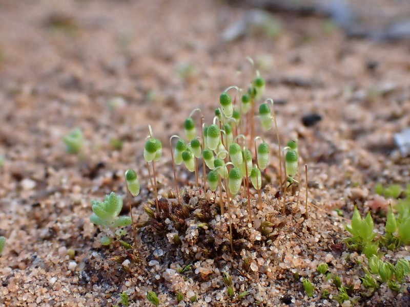 Bryum Moss photo 6
