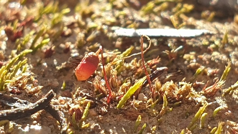 Bryum Moss photo 7