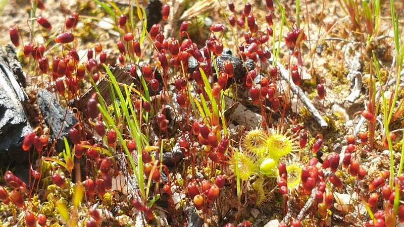 Bryum Moss photo 8