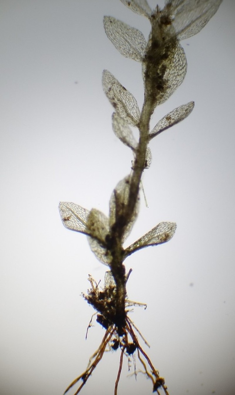Bryum Moss