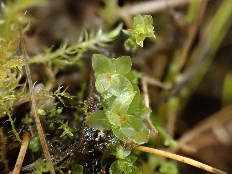 Bryum Moss photo 2