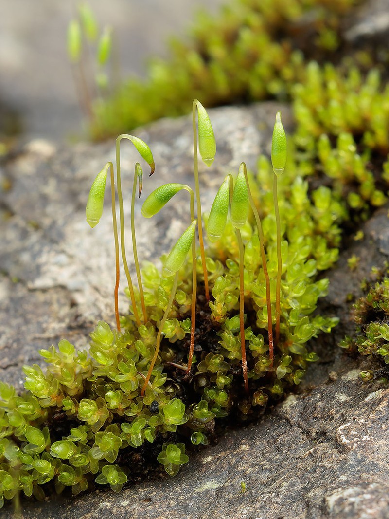 Bryum Moss photo 3
