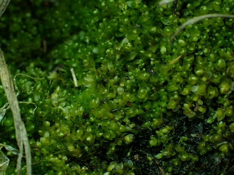 Bryum Moss photo 4