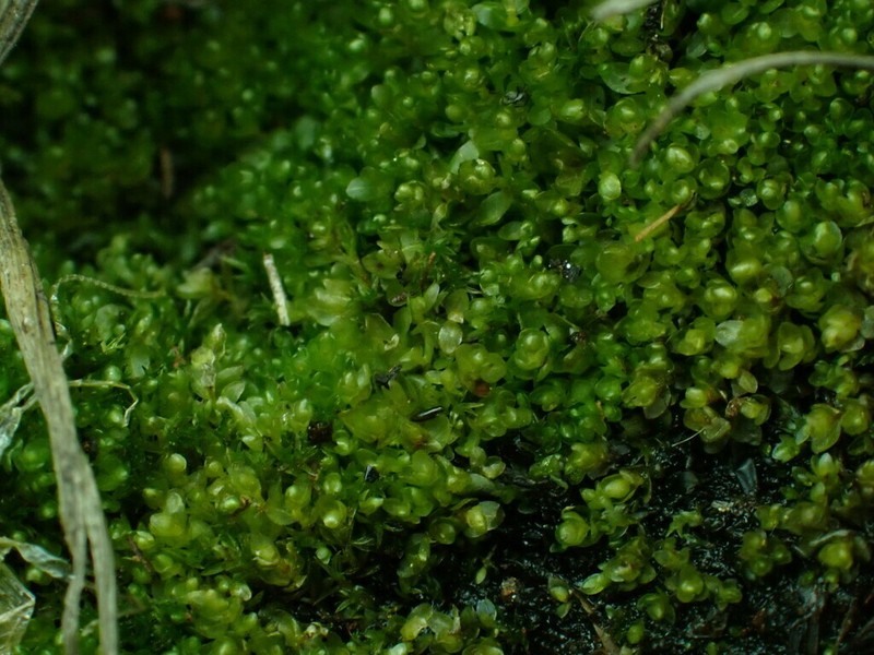 Bryum Moss photo 5