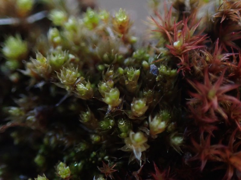 Bryum Moss