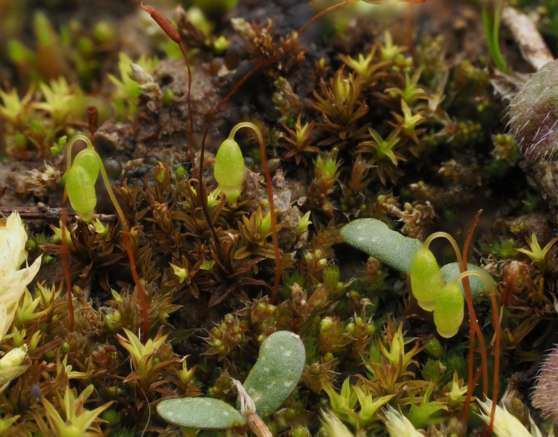 Bryum Moss