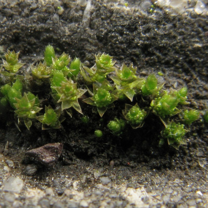 Bryum Moss photo 2