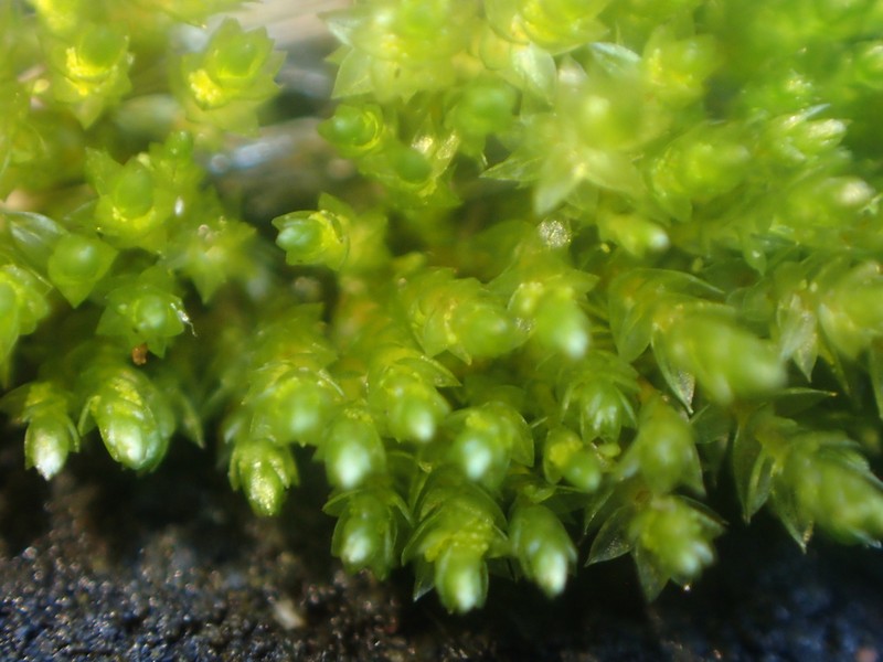 Bryum Moss photo 3