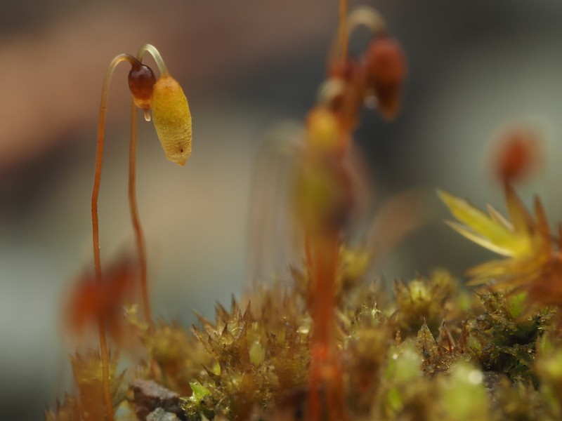 Bryum Moss photo 4