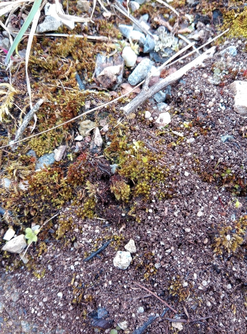 Bryum Moss photo 5
