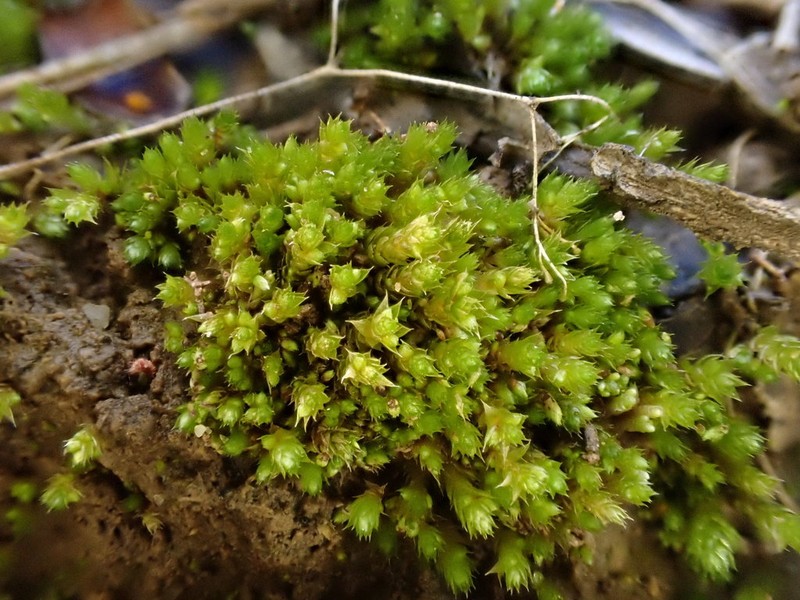 Bryum Moss photo 6