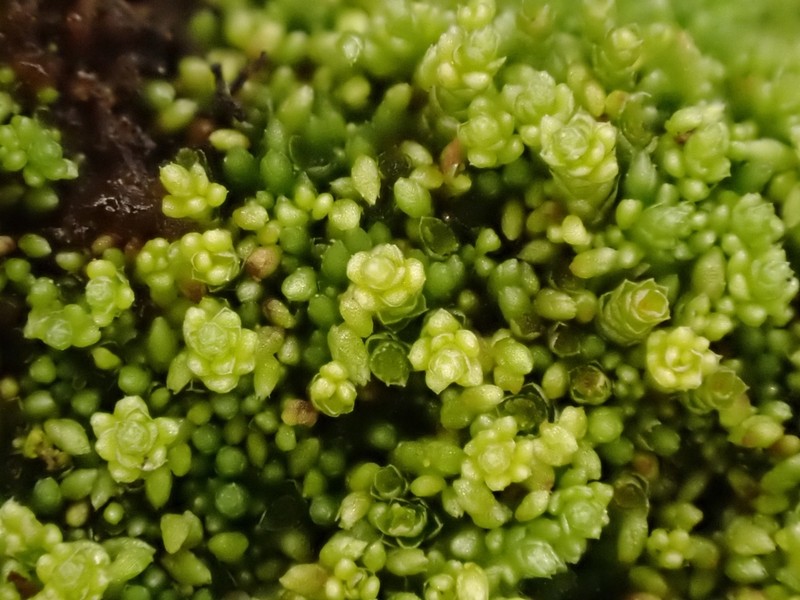 Bryum Moss photo 7