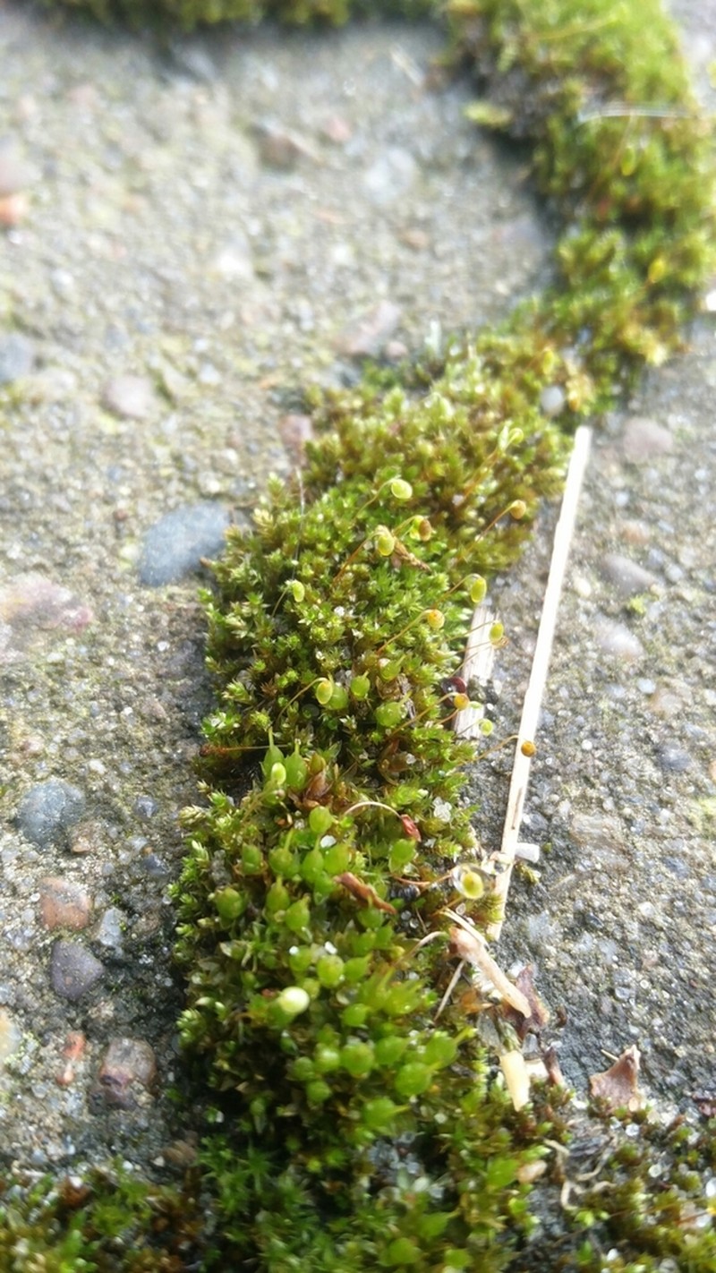 Bryum Moss photo 8