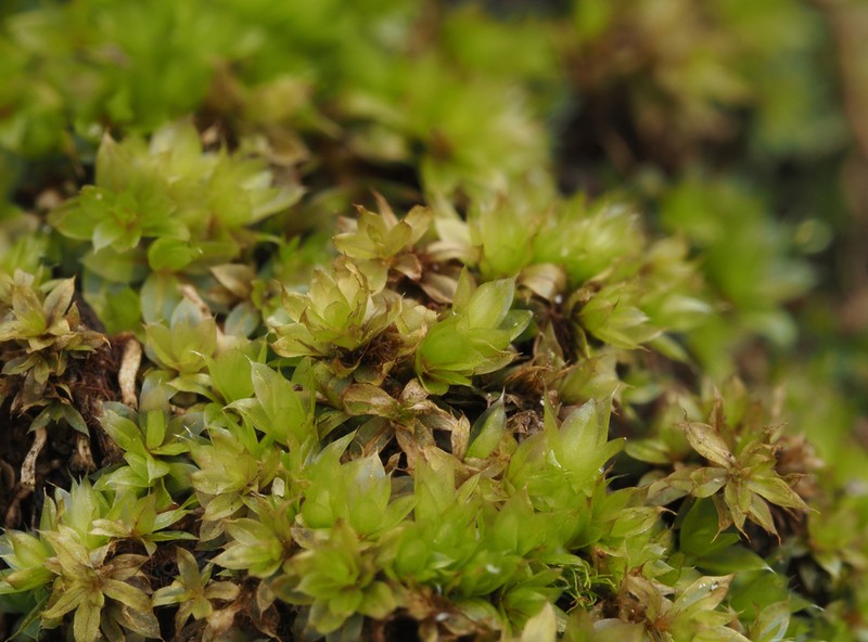 Bryum Moss