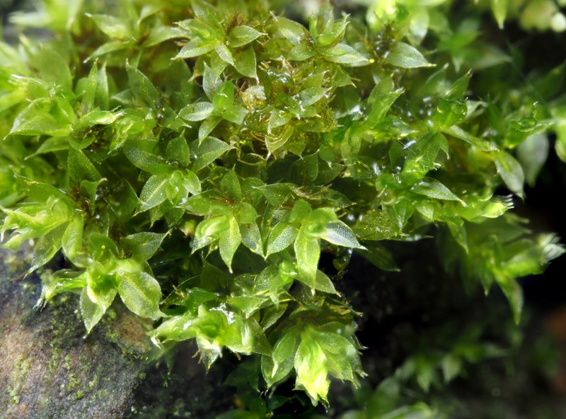 Bryum Moss photo 2