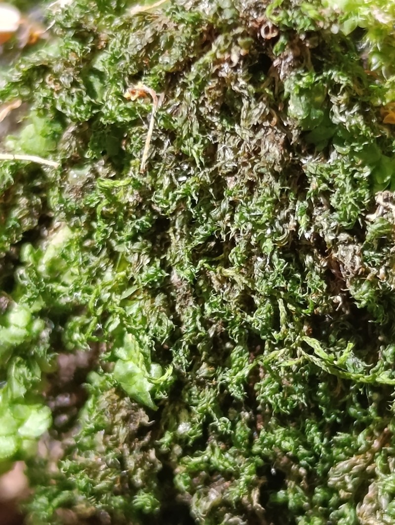 Bryum Moss photo 3