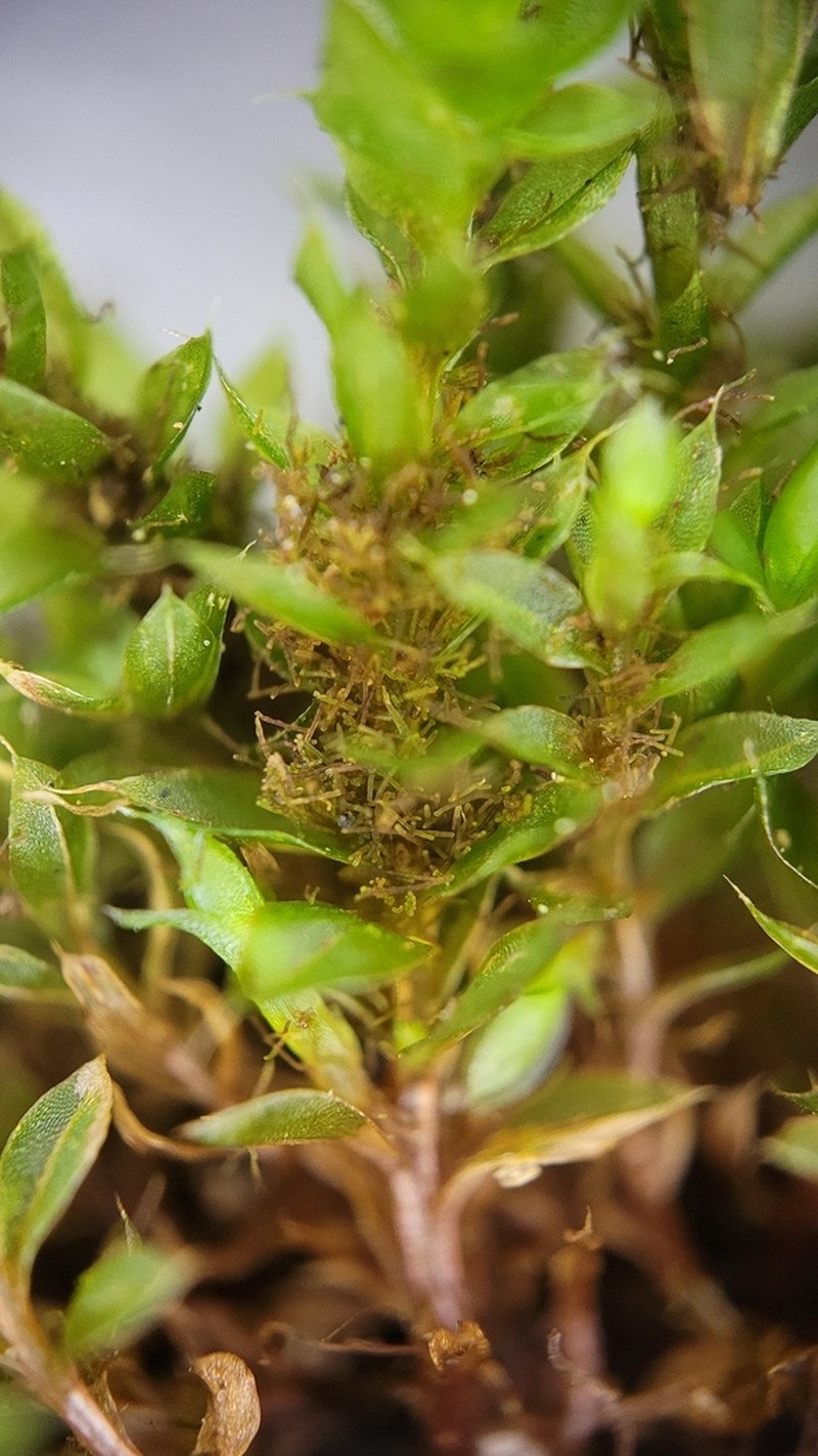 Bryum Moss photo 4